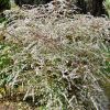 Aster Lateriflorus Lady in Black